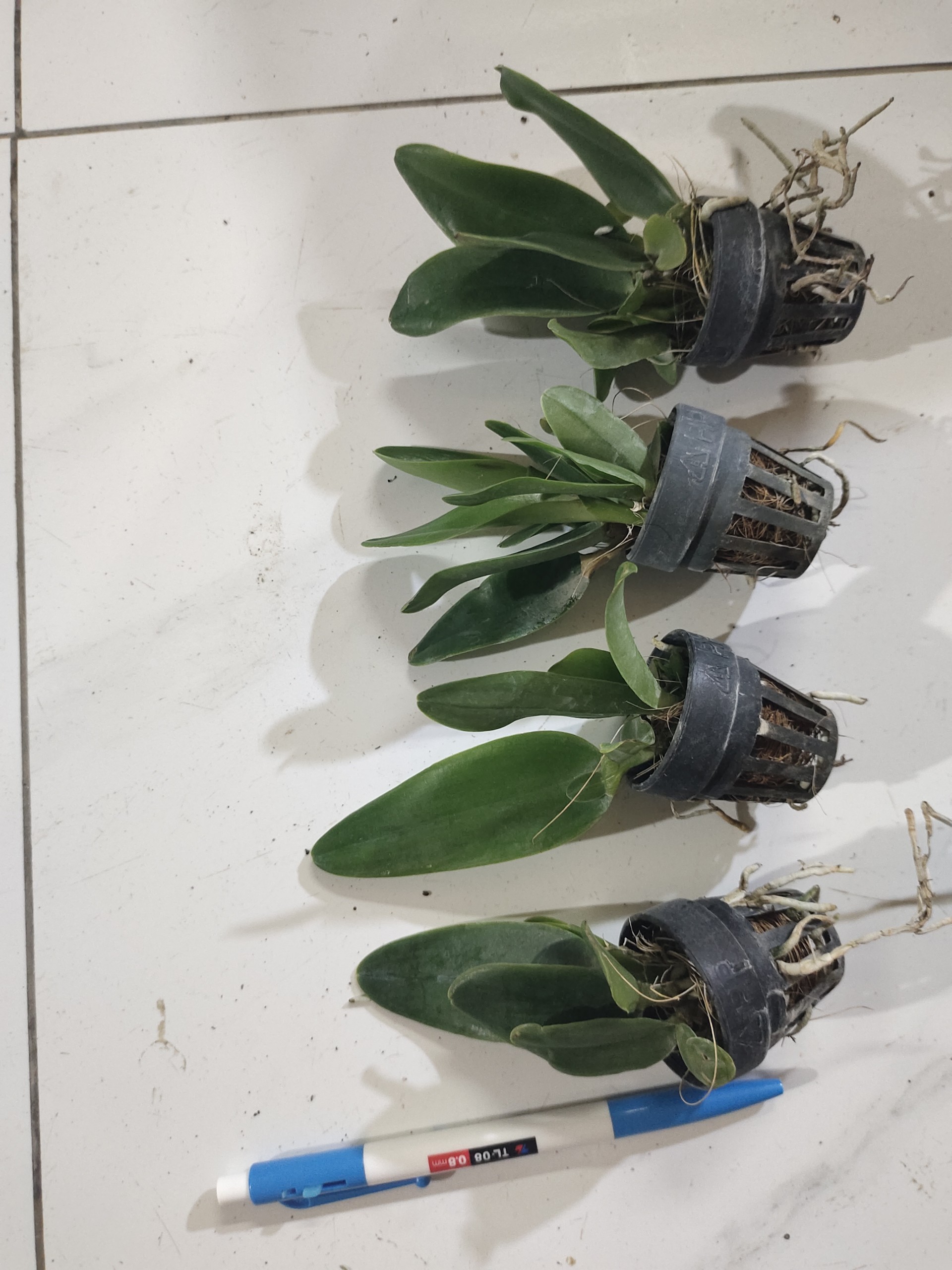 CATT VUA CƯƠNG SƠN CÂY GIỐNG Cao 5-10Cm