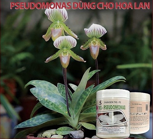 PHÂN VI SINH TSK-PSEUDOMONAS ( lọ 1kg ) DÙNG CHO HOA LAN , CUNG CẤP VI LƯỢNG CHO CÂY