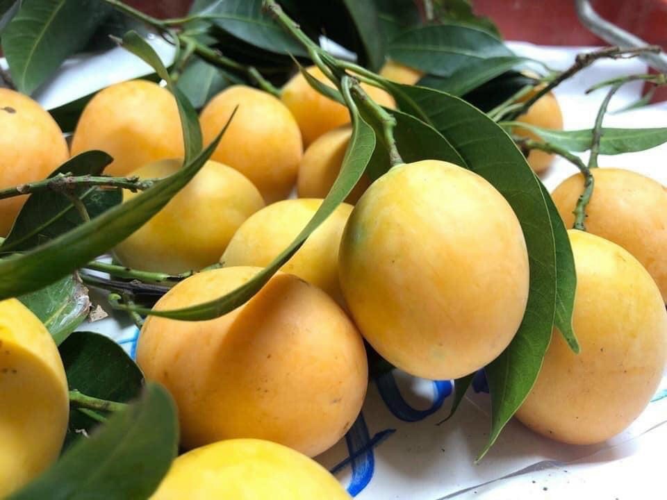 Cây thanh trà ngọt , cây cao từ 50cn trở lên , cây giống chất lượng cao