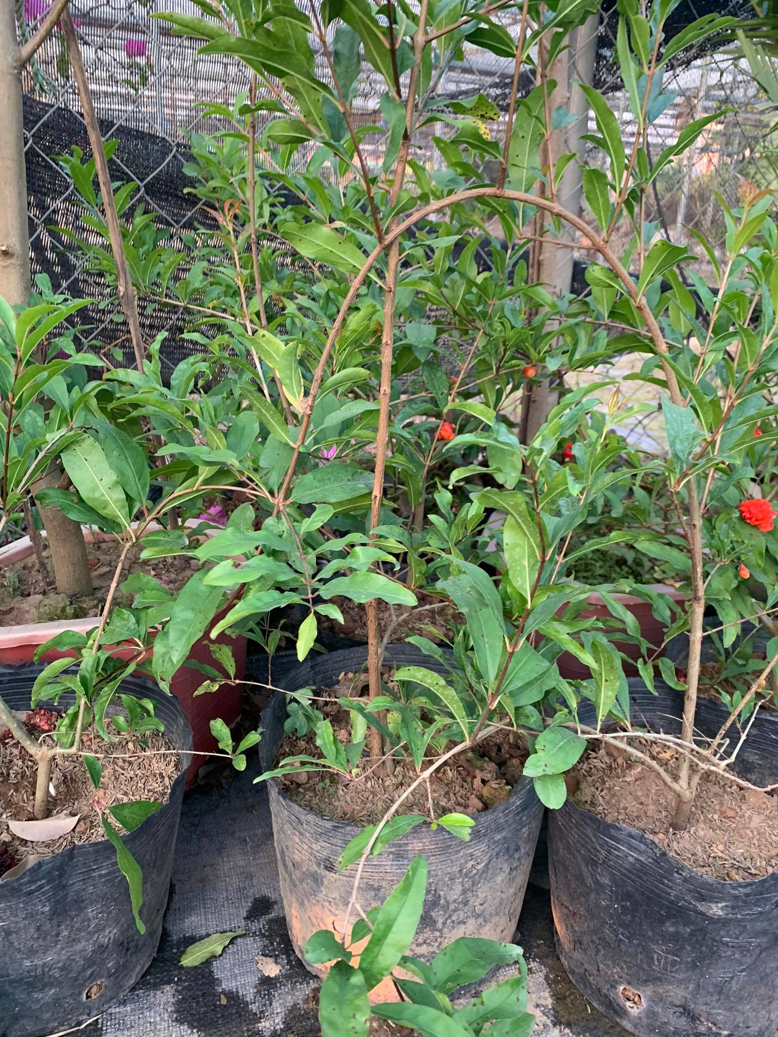 Cây hoa lựu hạnh hay lựu hoa (ảnh thật)