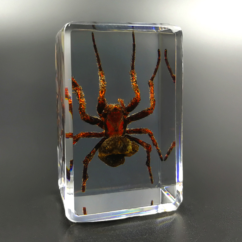 Real%20Insect%20Specimen%20Scorpion%20Spider%20Wasp%20Beetle%20Transparent%20Resin%20Ideas%20Small%20Ornament%20Teaching%20Observation%20Children's%20Hobbies%20-%20Image%206