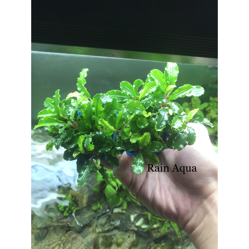 Bucep - Cây Thủy Sinh Giá Thể . Rain Aqua