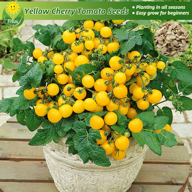 100 Legit Fresh Organic Yellow Cherry Tomato Seeds for Planting (100pcs) Fruit Seeds Bonsai