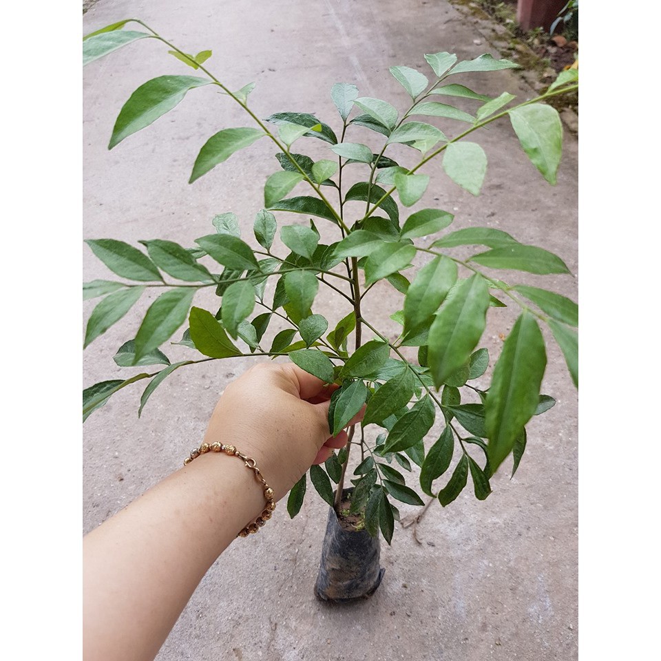 Combo 2 cây mắc mật lá nếp giống chuẩn (ảnh thật)