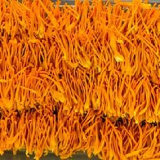ĐÔNG TRÙNG HẠ THẢO KHÔ 100G