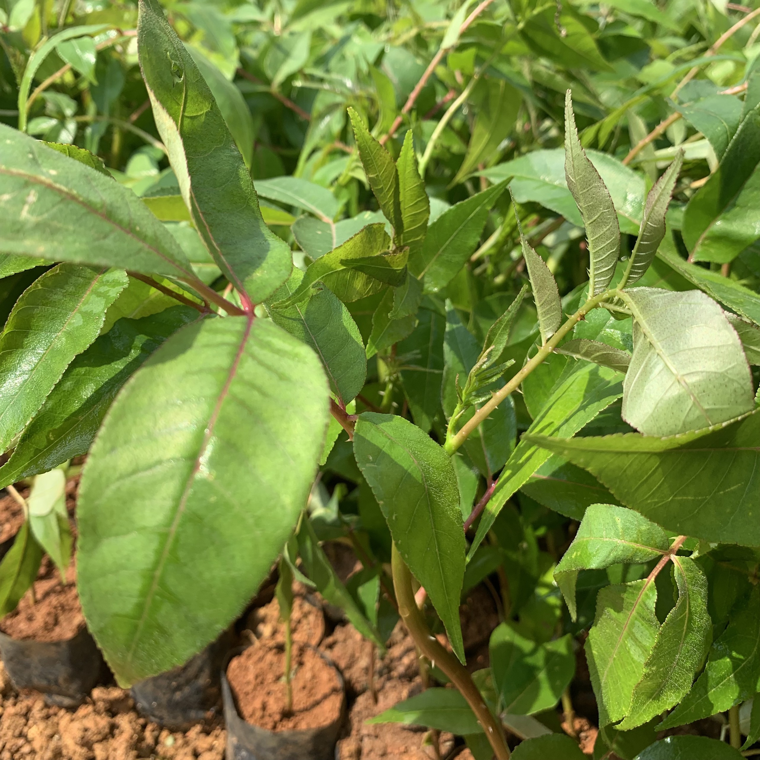 Giống cây Mắc Khén