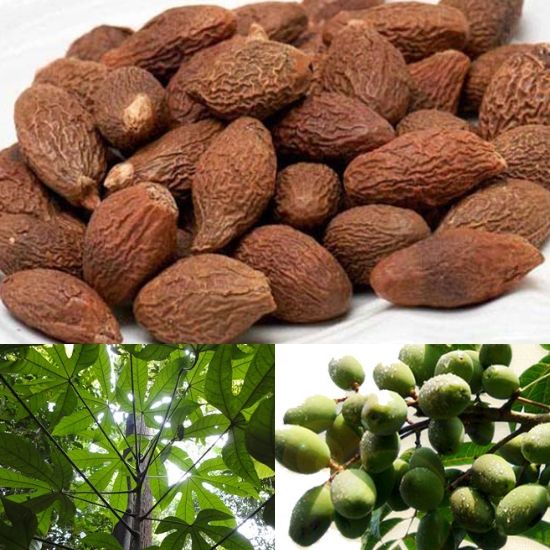 500g Hạt Đười Ươi Phan Rang Siêu Ngon-đồ ăn vặt