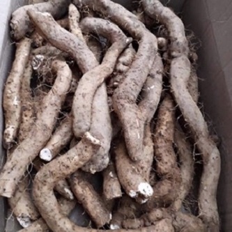 hoài sơn ( củ mài ) thái lát khô