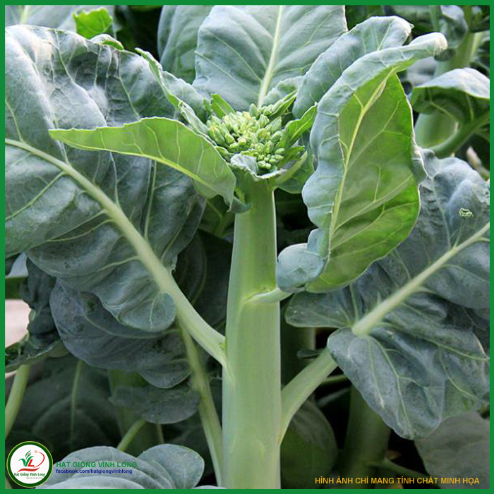 HẠT GIỐNG CẢI RỔ - GÓI 5 GRAM