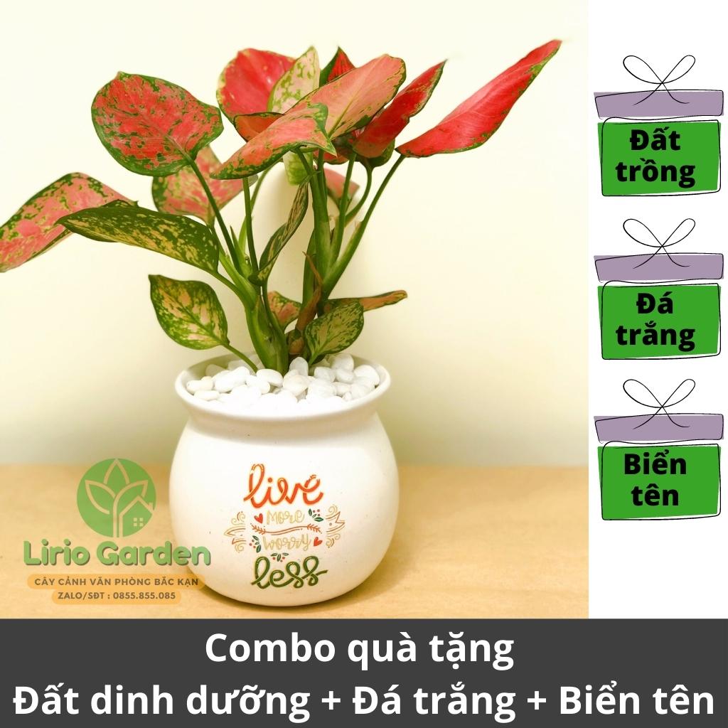 Cây hồng lộc , vạn lộc
