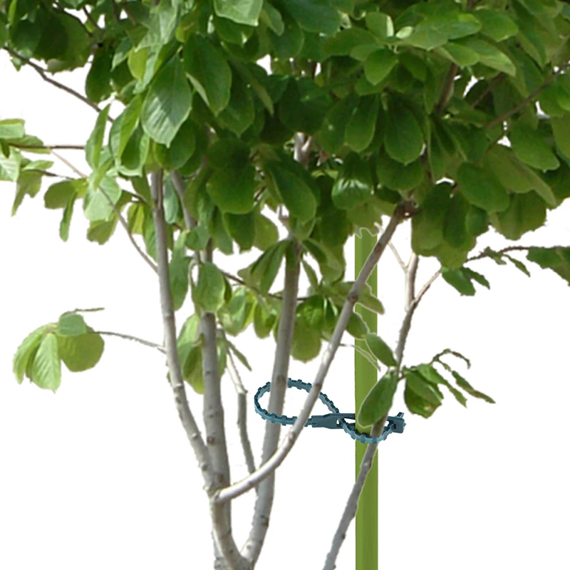 50/100pcs%20Reusable%20Plastic%20Plant%20Support%20Clips%20clamps%20Plants%20Hanging%20Vine%20Garden%0D%0A%20ZHANGBEI%20-%20Image%206