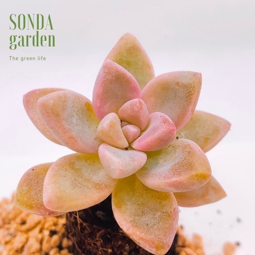 SEN ĐÁ PINK GEM SIZE MINI LỖI 1 ĐỔI 1