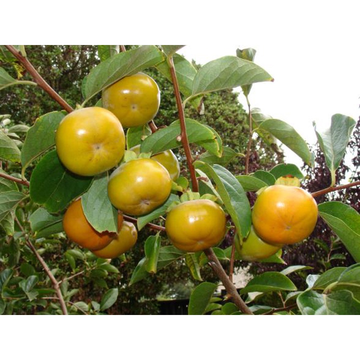 CÂY GIỐNG HỒNG GIÒN NHẬT BẢN