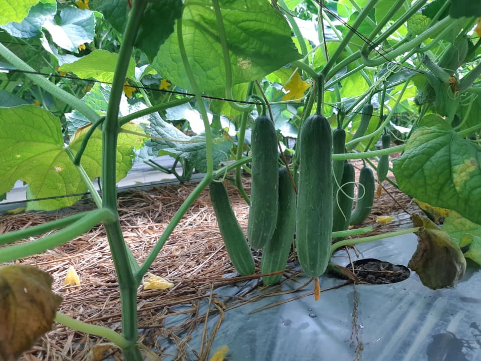Hạt Giống Dưa Leo AGRI MEKONG 666 - (10gr/gói 400 hạt )