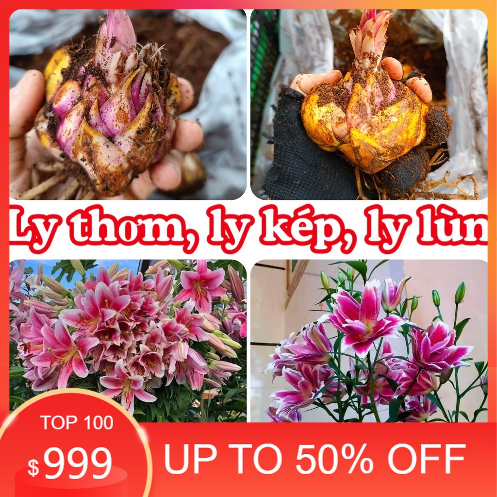 Củ ly kép, ly cao thơm Hà Lan (tặng kèm phân)