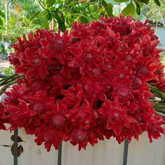 02 Củ Giống Hoa Sen Đa Lộc - sen đất (củ giao TT như hình 3)