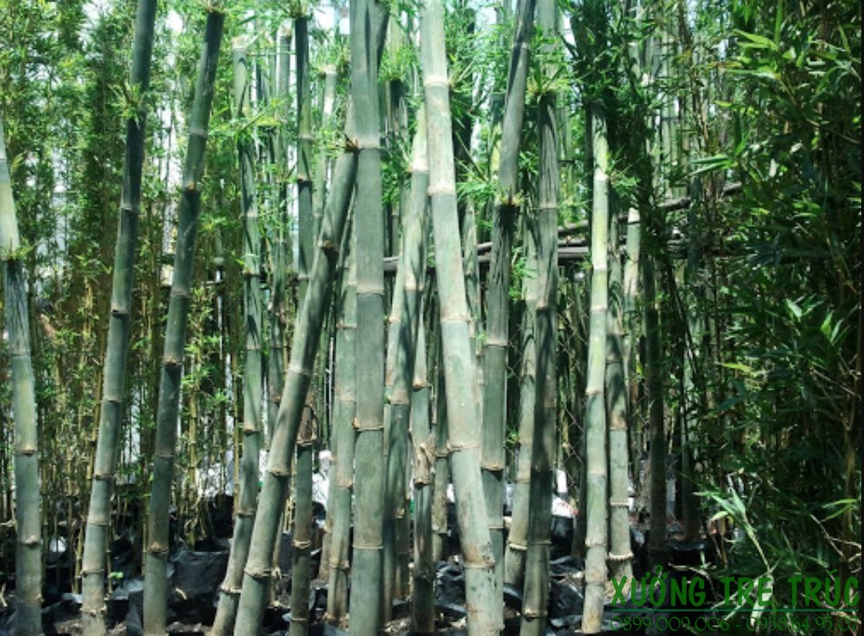 cây giống cây tầm vông