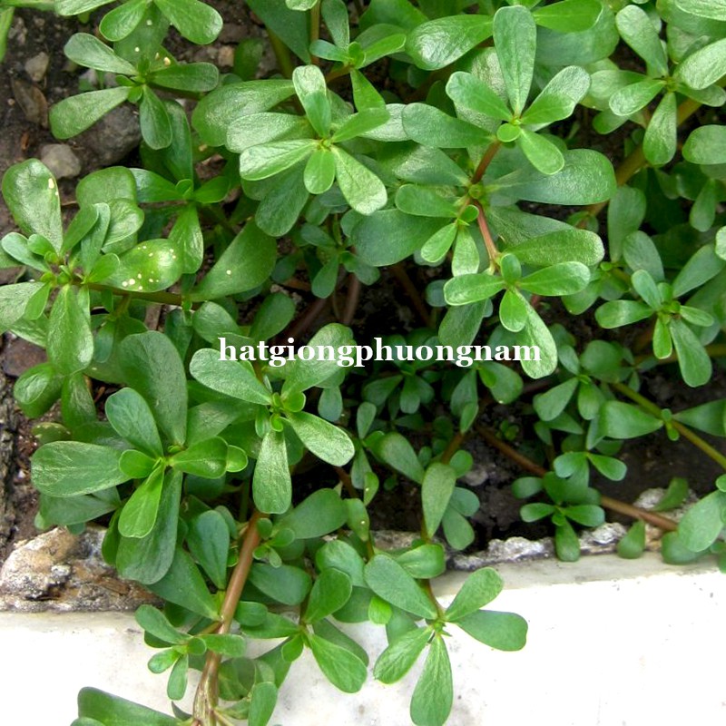 1GR - HẠT GIỐNG RAU SAM