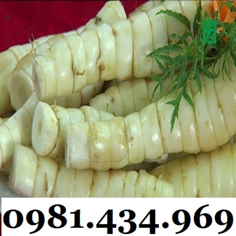 Củ Bình Tinh (Dong Đao, Dong Tróc, Mì Tinh) 01KG Chuẩn Chất