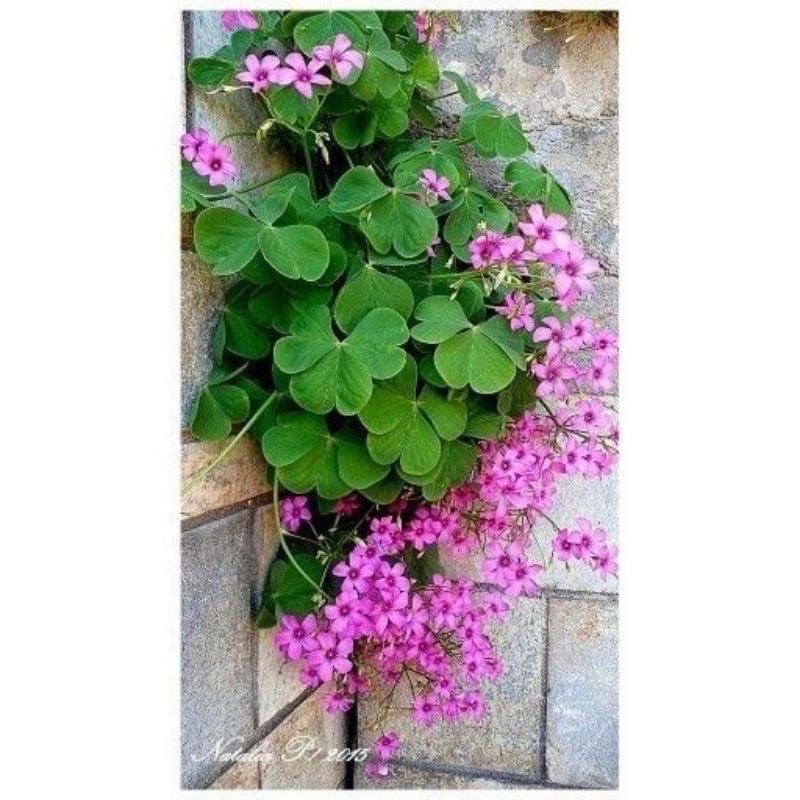 Cỏ ba lá(10 củ)HOA TẾT kèm phân