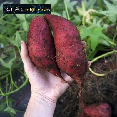 Dây khoai lang giống siêu củ (cây giống xanh/đỏ dài ~35cm)