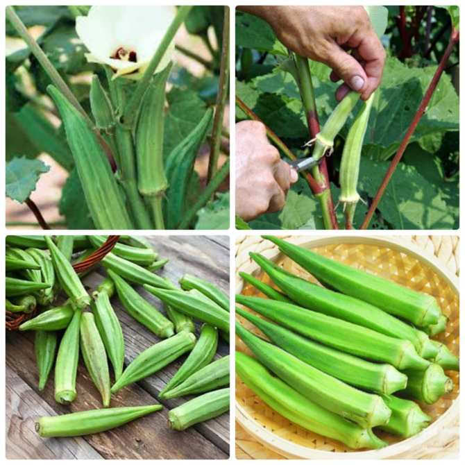 Hạt giống đậu bắp lai ấn độ - gói 18g