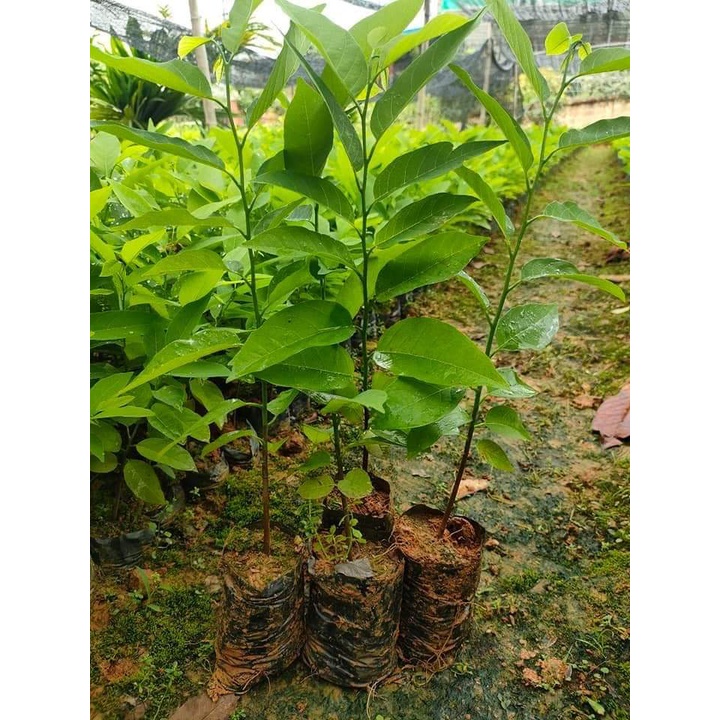 Giống Cây Na Tím (CHUẨN GIỐNG CÂY TRỒNG) - Cây Giống Tốt