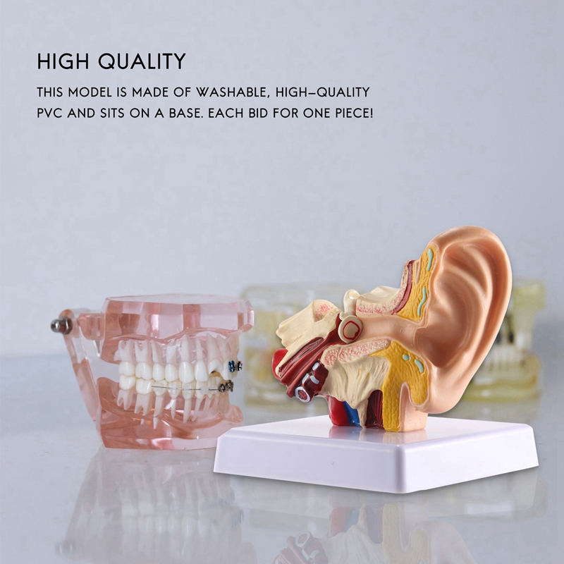 1.5X Human Ear Anatomy Model - Professional Desktop Inner Ear Structure Simulation Model for Education