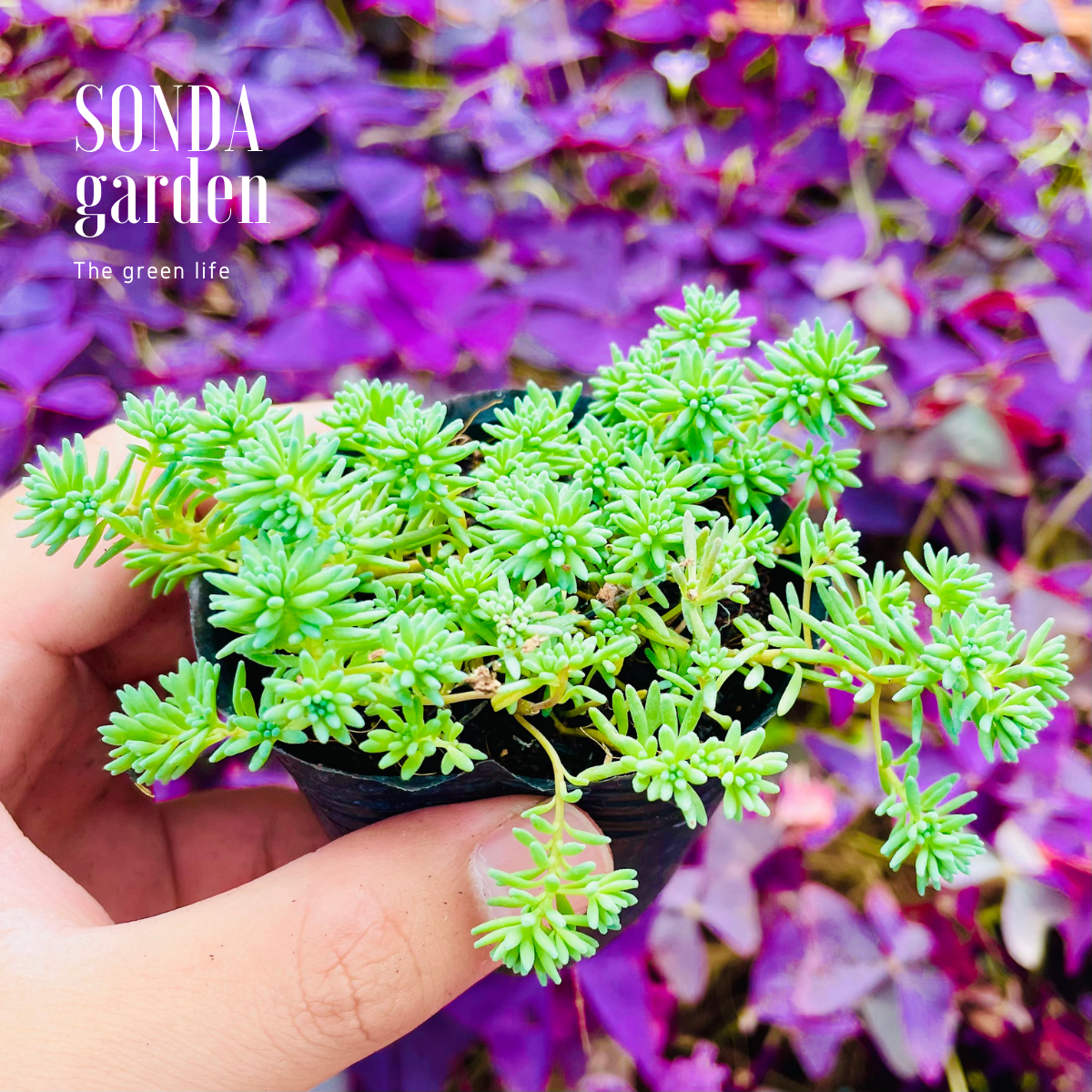 SEN ĐÁ SEDUM CƠM SIZE BÉ SIÊU KHỎE ĐẸP LỖI 1 ĐỔI 1