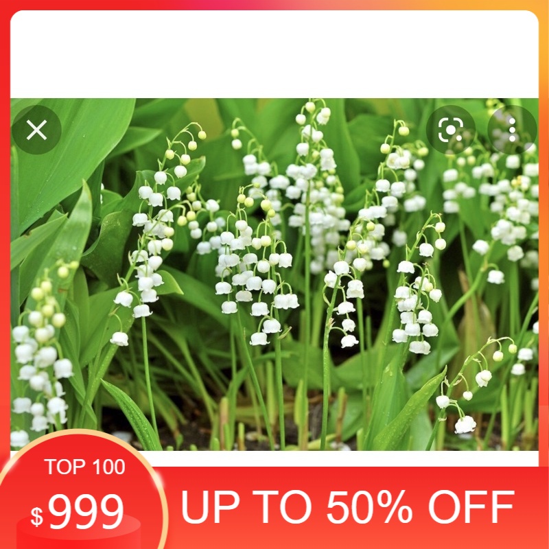 Củ hoa linh lan (có rễ + mầm lá sẵn,bao sống 100%)