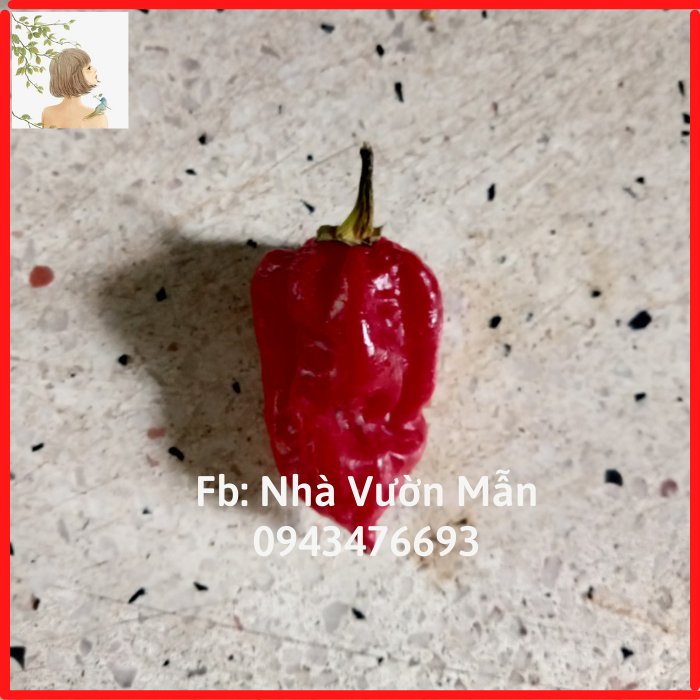 5 Hạt Ớt Fatalii Red