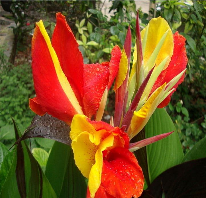 Củ giống chuối hoa - hoa chuối cảnh (màu ngãu nhiên)