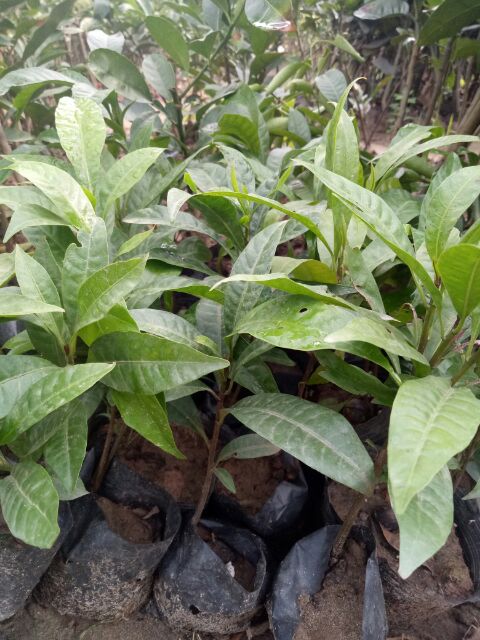 cây trứng gà (cây lê ki ma) giống