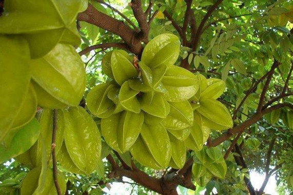 Cây giống Khế Ngọt B10 Malaysia