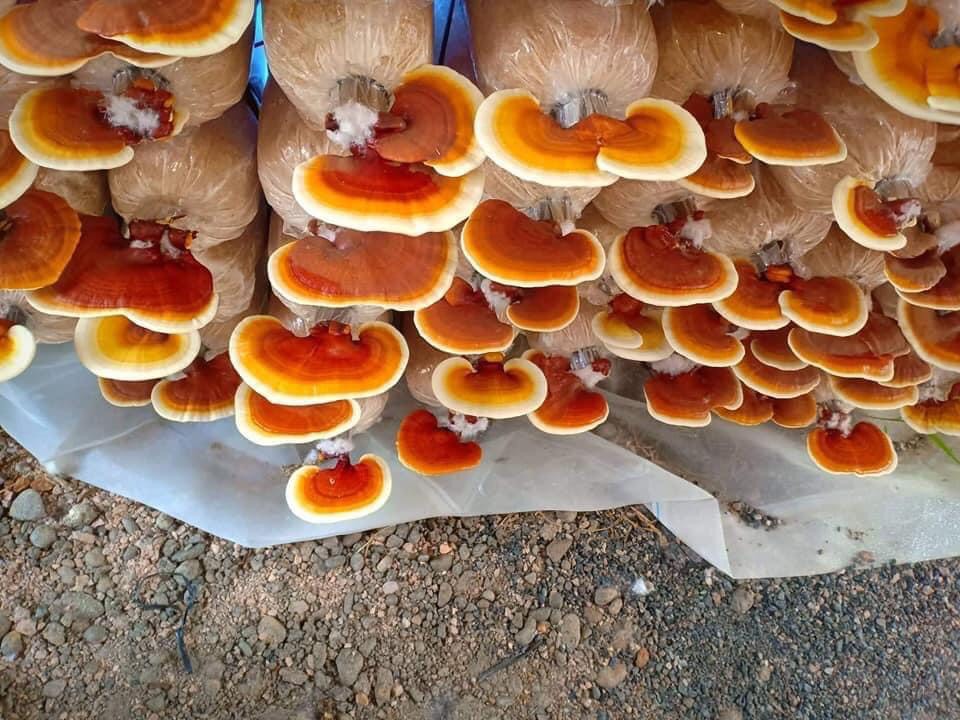 Phôi nấm Linh chi (01 kiện 03 bịch)