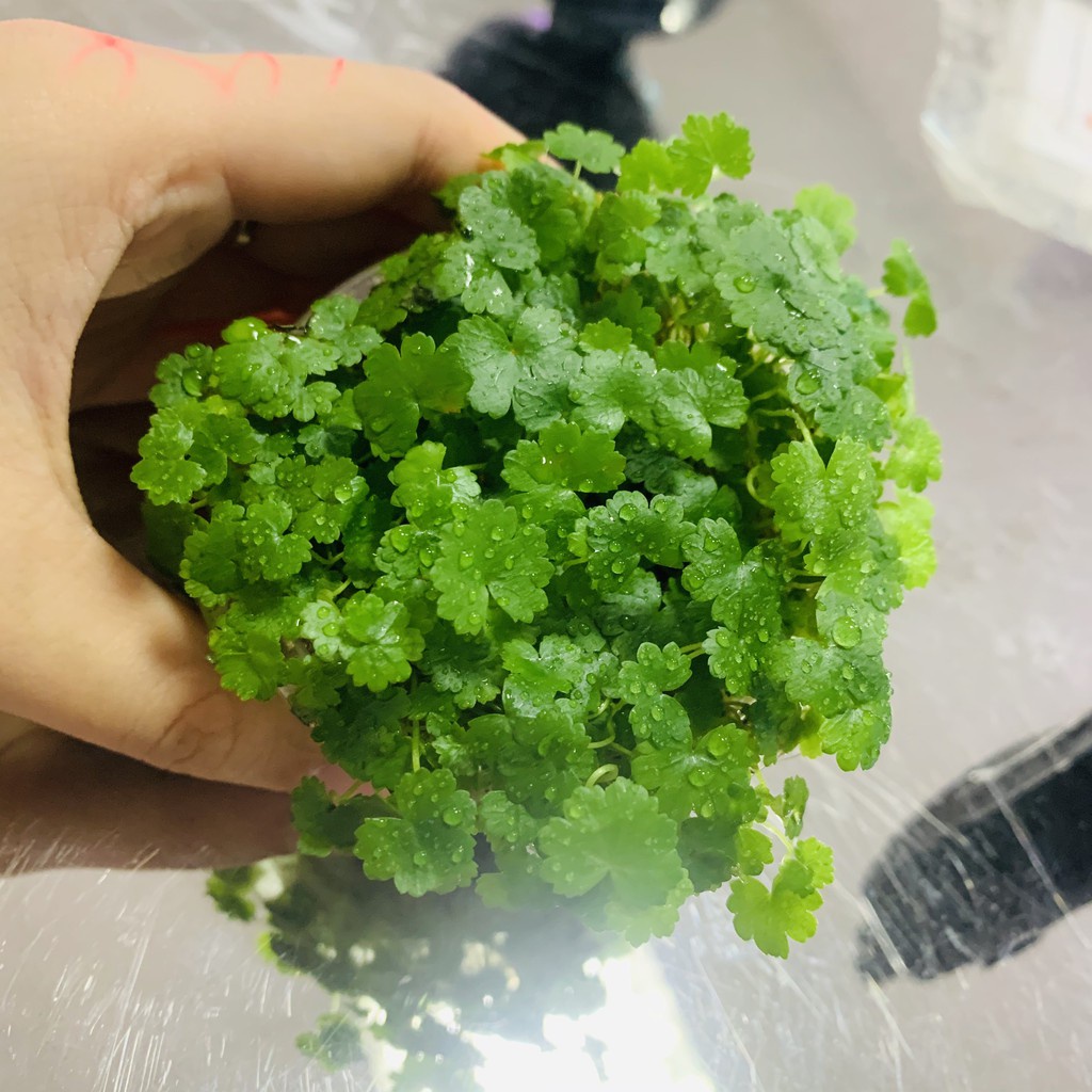Cây Thủy Sinh cắt cắm. Combo 10 ngọn cây cắt cắm