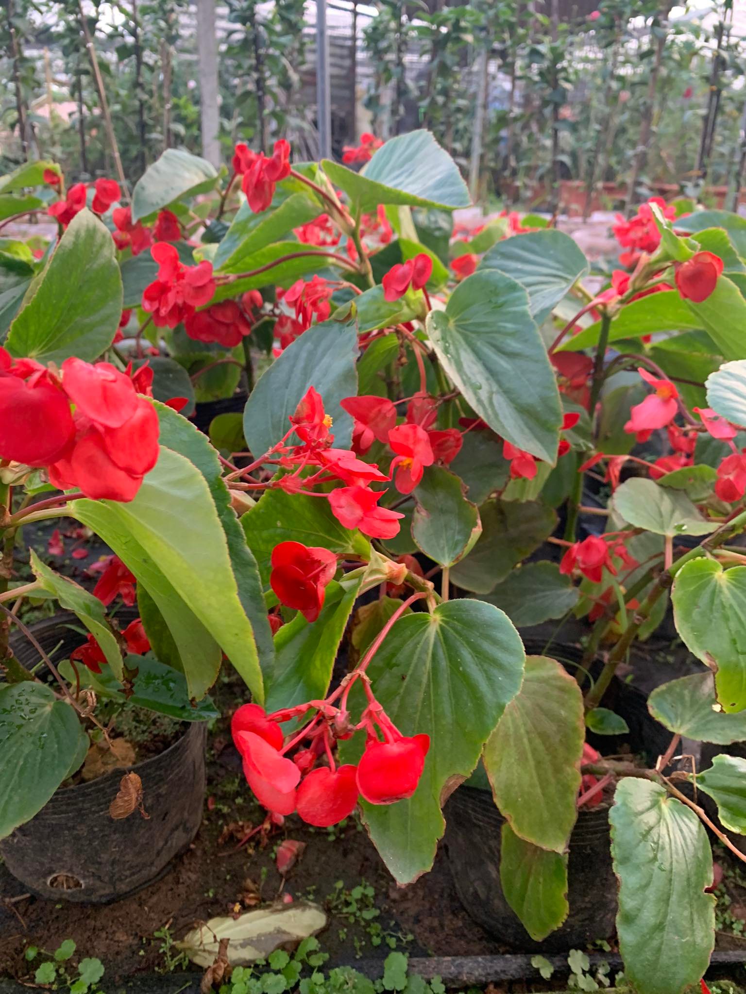 Cây sen cạn hoa đỏ (thu hải đường thấp)