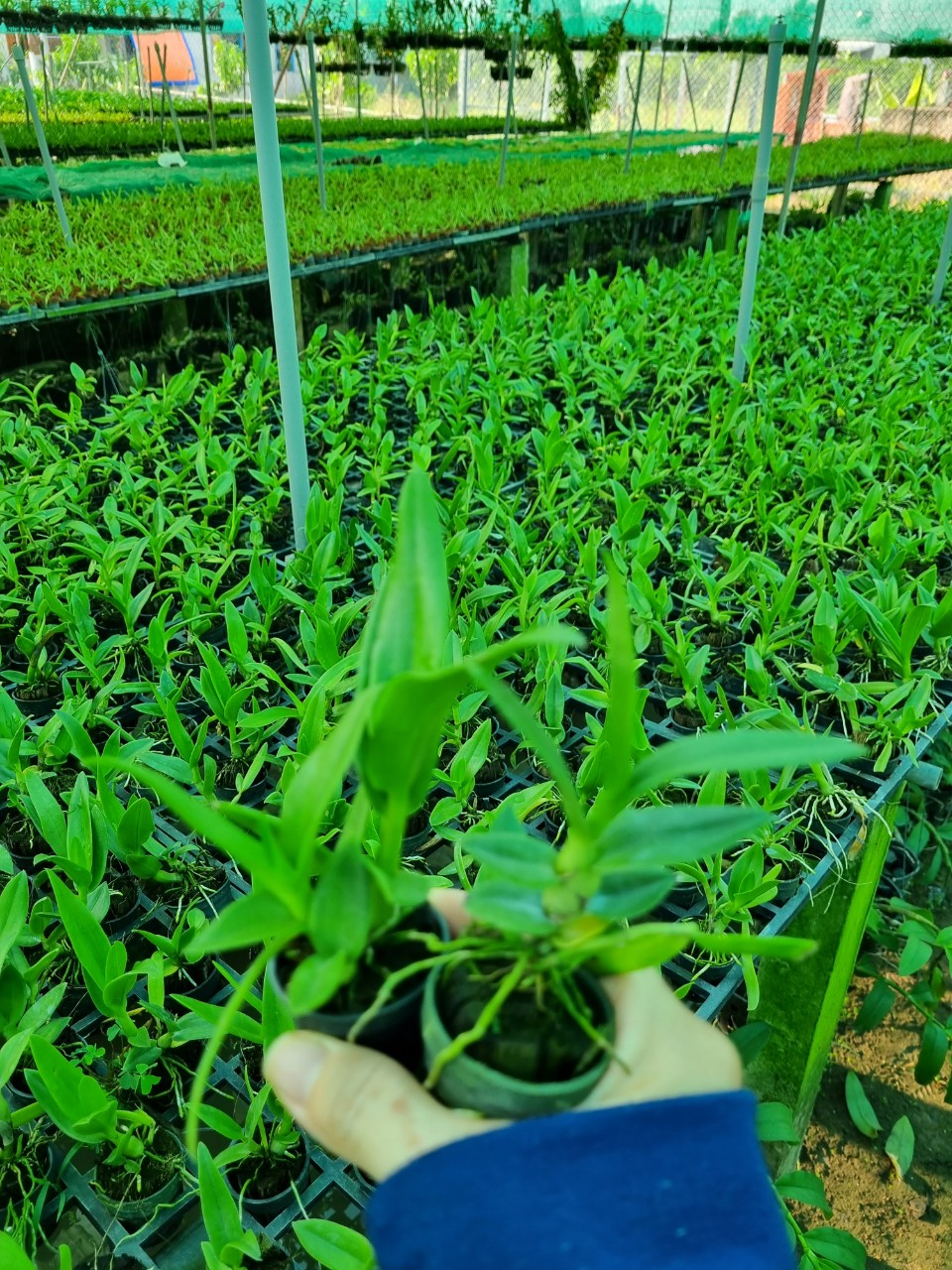 HOA LAN BÀ LIỄU XƯA