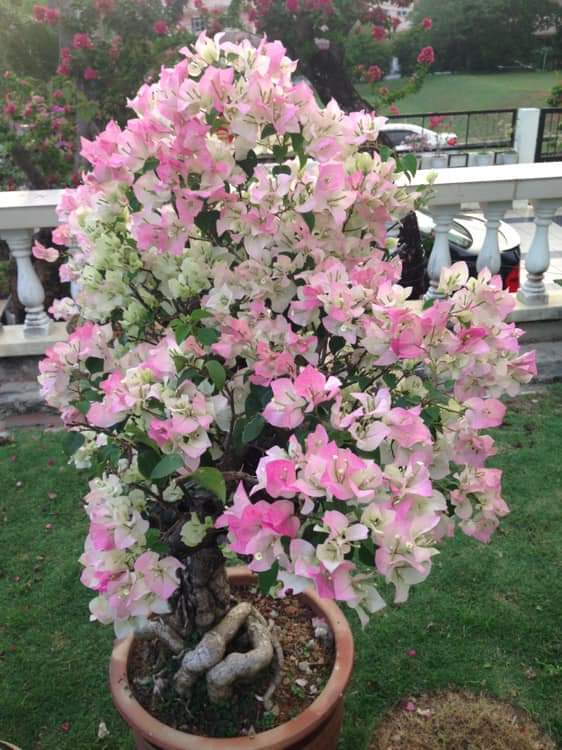 Hoa giấy Sakura nhật - cây trưởng thành đang hoa (hoặc đã có hoa)