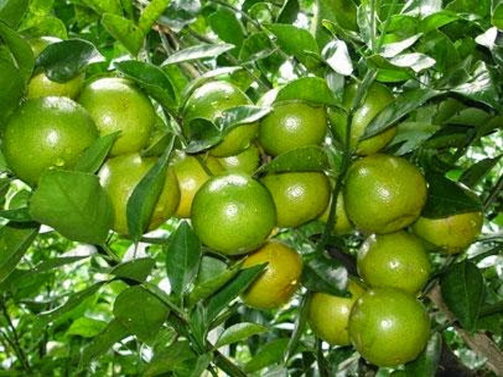 Cây giống CHANH TỨ QUÝ quả chùm