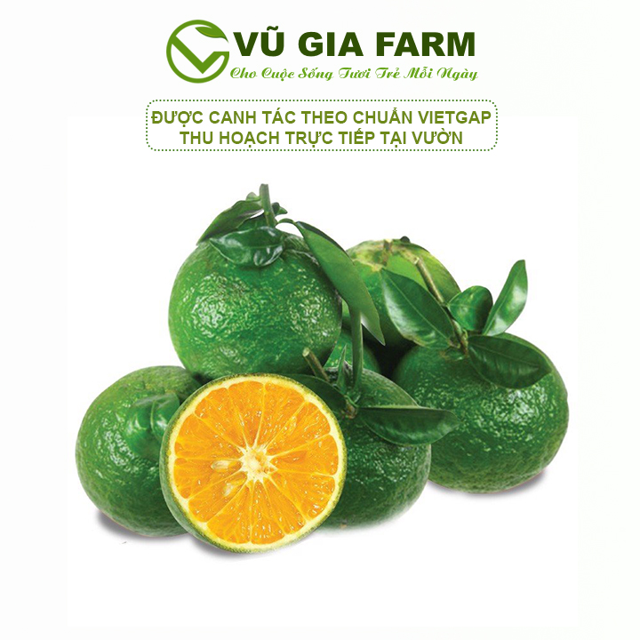 [HCM] Cam Sành Vắt Nước – tươi ngon, mọng nước, hương vị đặc trưng