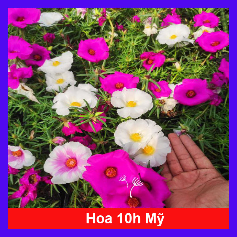 Cây Hoa Mười Giờ Mỹ - cây cảnh sân vườn