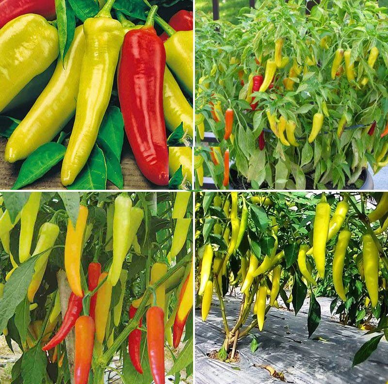 Hạt giống ớt sừng vàng f1 châu phi - gói 0.3 gr