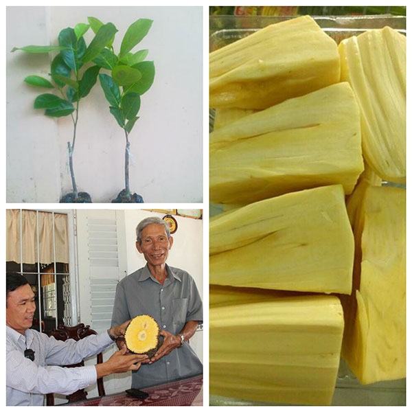 Cây giống mít không hạt, cây mít ghép (tặng xơ dừa)