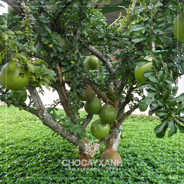 Cây giống cây đào tiên