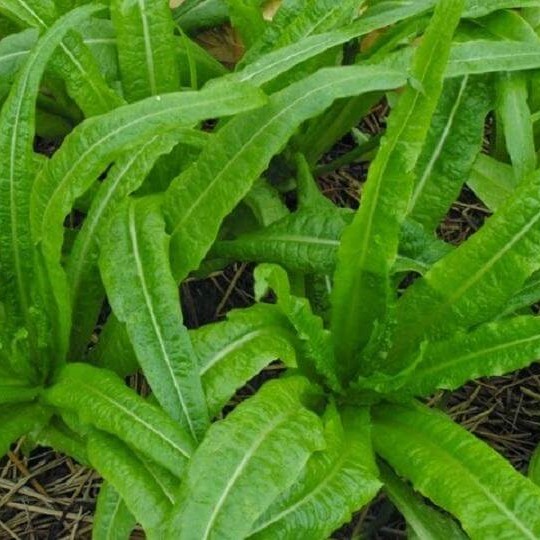 Hạt giống rau cải nhíp - gói 10 gram