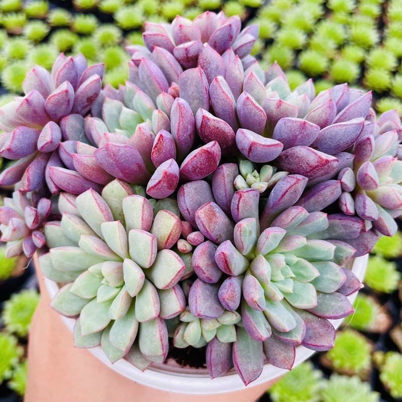 SEN ĐÁ KIM CƯƠNG TÍM SIZE TRUNG BÌNH LỖI 1 ĐỔI 1
