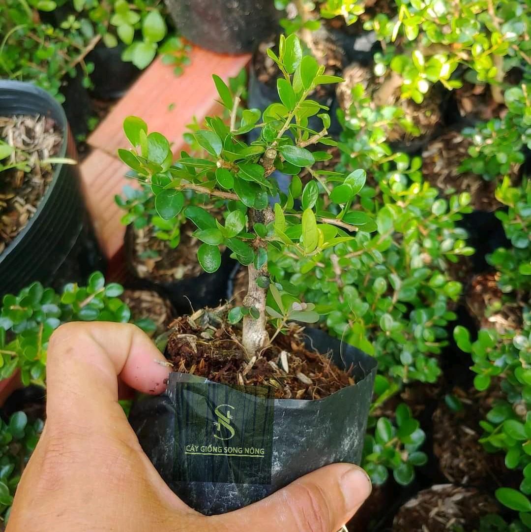 cây sam núi trái-cây sam núi bonsai mini