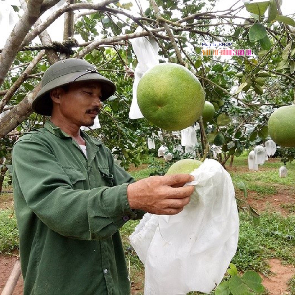 Túi bọc trái cây, túi bọc bưởi giá tốt chống côn trùng đục phá 30x35cm - 100 túi