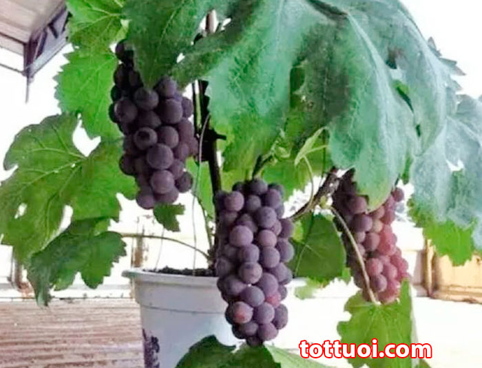 cây giống nho  đỏ Ninh Thuận